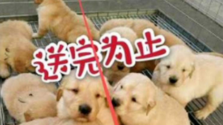 【網(wǎng)絡(luò)營銷項目分享】靠寵物賺錢的小眾暴利項目！