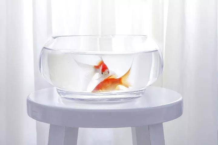 養(yǎng)魚